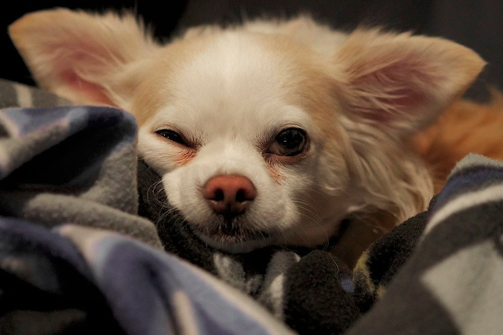 The Evolutionary Advantage of Partial Sleep (image credits: flickr)