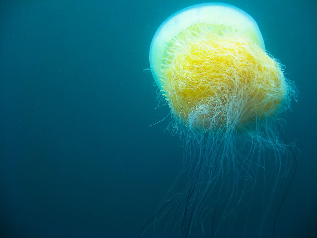 The Nomura's Jellyfish: Asia's Migrating Monster