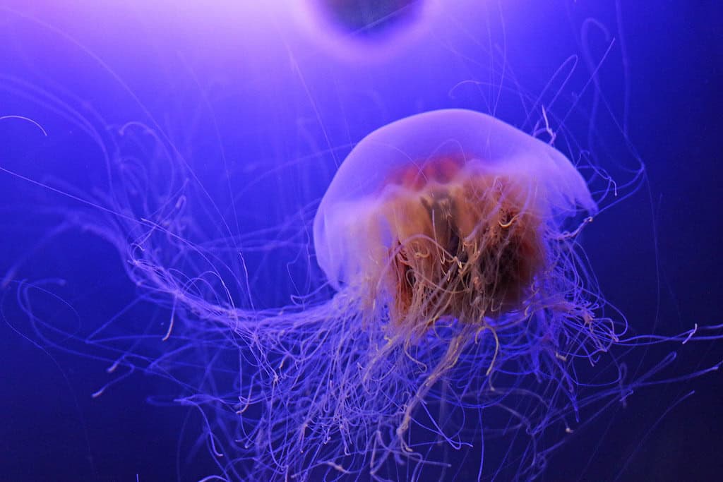 The Lion's Mane: Arctic Visitors in Warmer Waters (image credits: flickr)