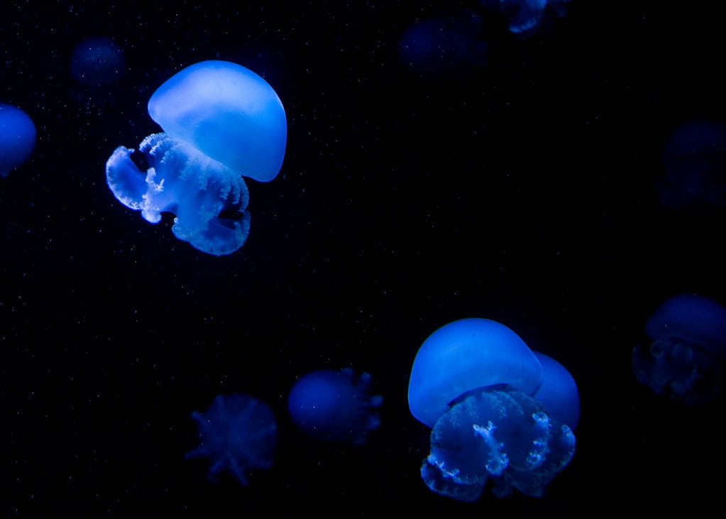 Cannonball Jellies: The Gulf Coast Phenomenon (image credits: flickr)
