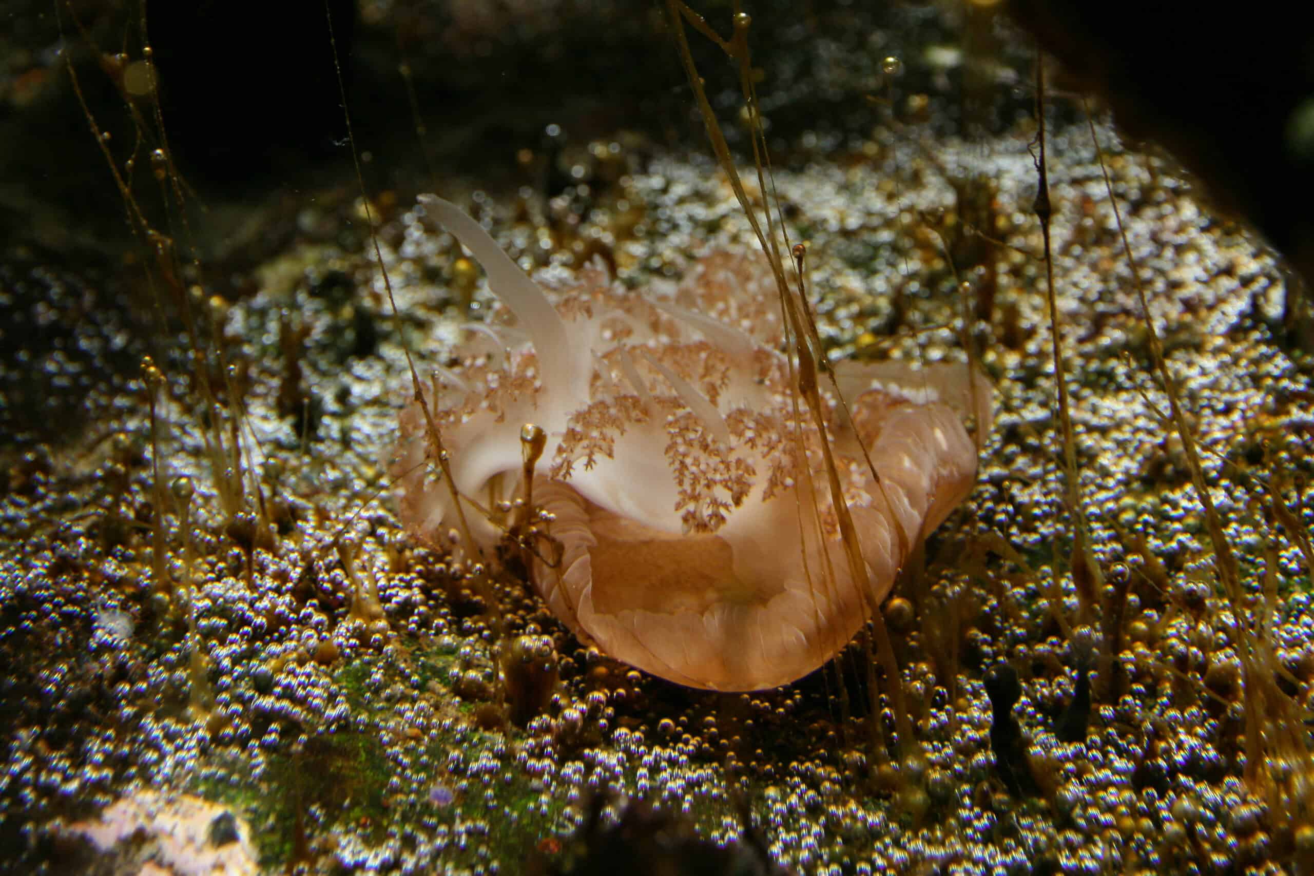 Upside-Down Jellies: The Mangrove Wanderers (image credits: wikimedia)
