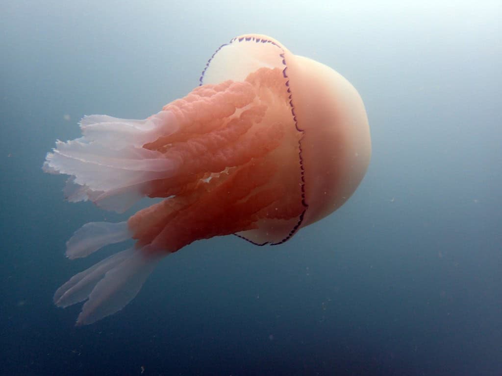 Barrel Jellies: The Deep-Sea Visitors (image credits: flickr)