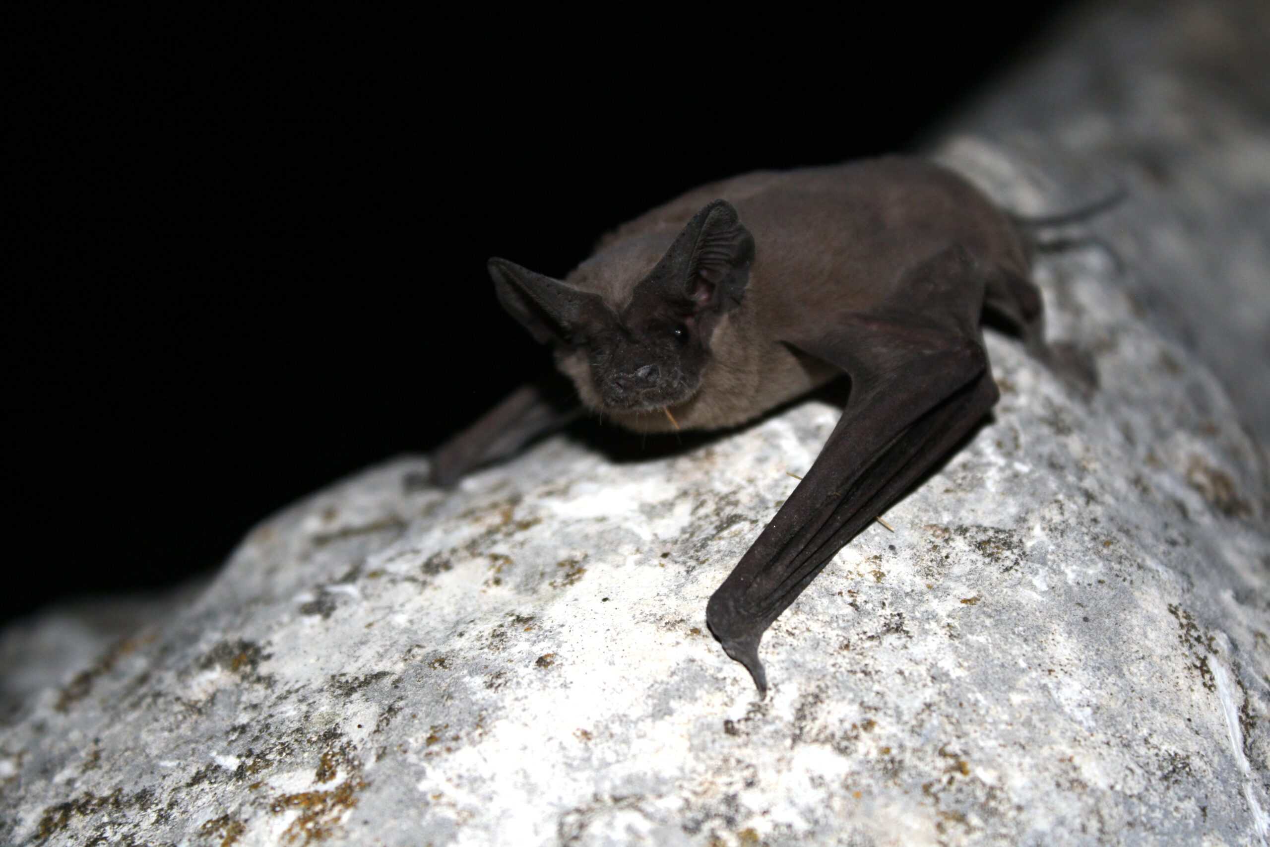 The Mexican Free-Tailed Bat Species (image credits: wikimedia)