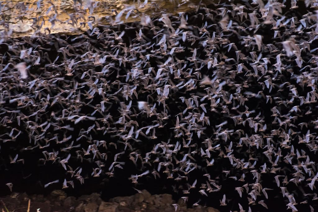 The Nightly Emergence Spectacle (image credits: flickr)