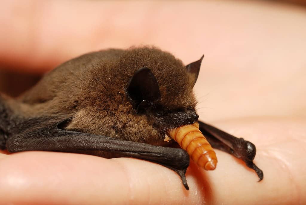 Feeding Habits and Ecological Impact (image credits: flickr)