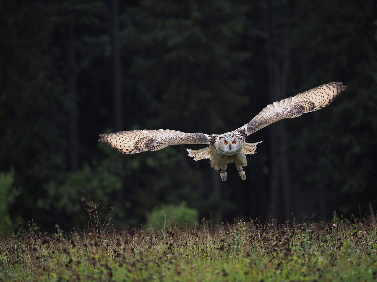 Predator-Prey Relationships (image credits: pixabay)