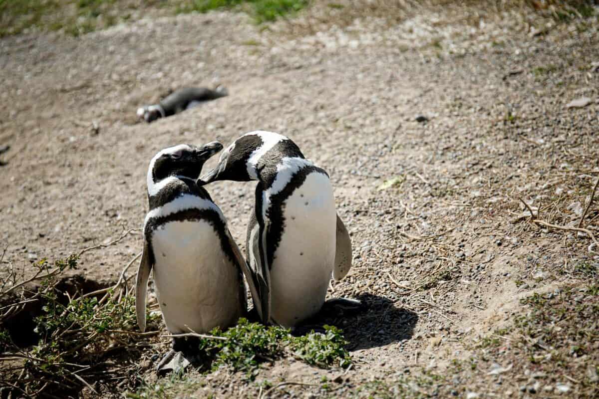Pair of Magellanic penguins interacting on a sunny day at Puerto Madryn, Argentina.