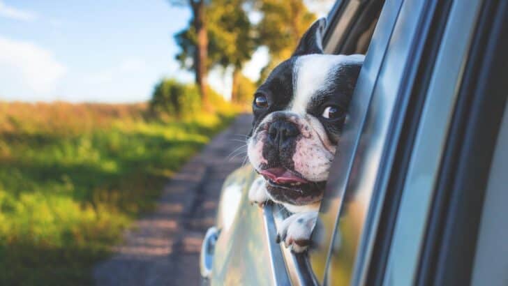 How a Breed’s Adaptability Fits Frequent Moves