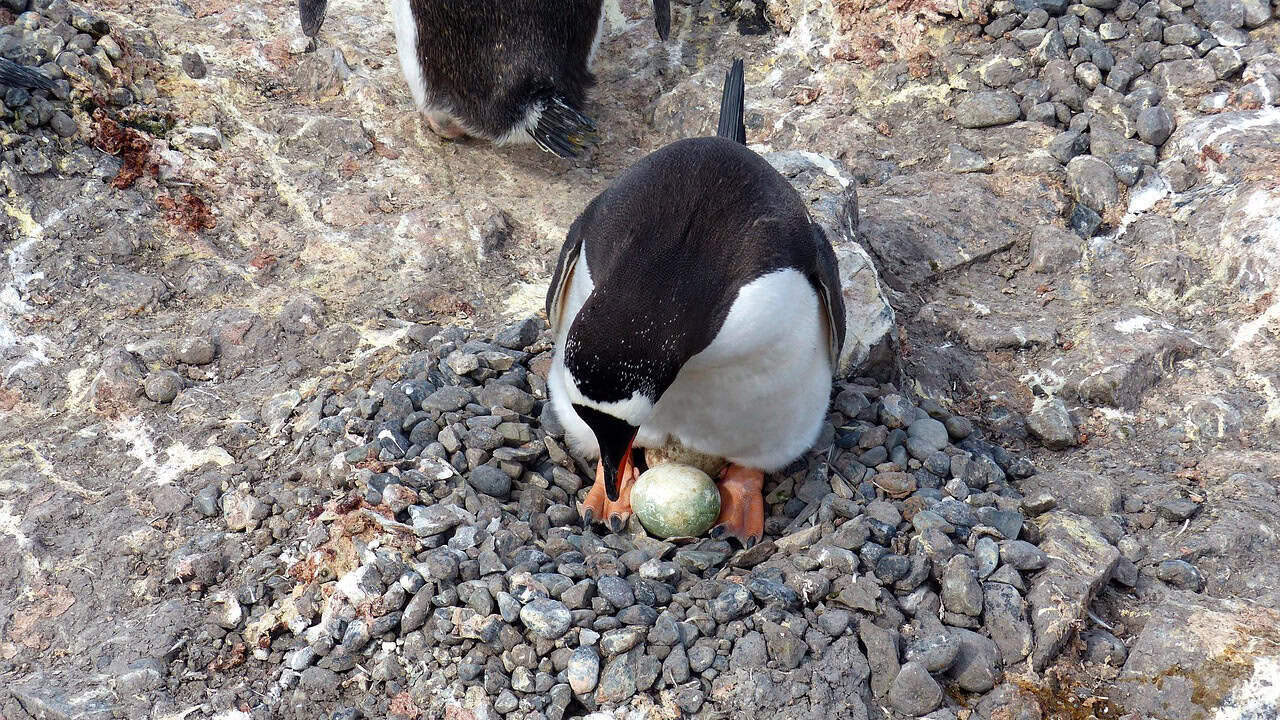 antarctica, penguin, shetlands, egg, nest, pebbles, nature, wildlife, animal, polar, gray egg, gray eggs, antarctica, antarctica, antarctica, antarctica, antarctica, penguin, penguin, penguin, nest