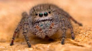 Spider