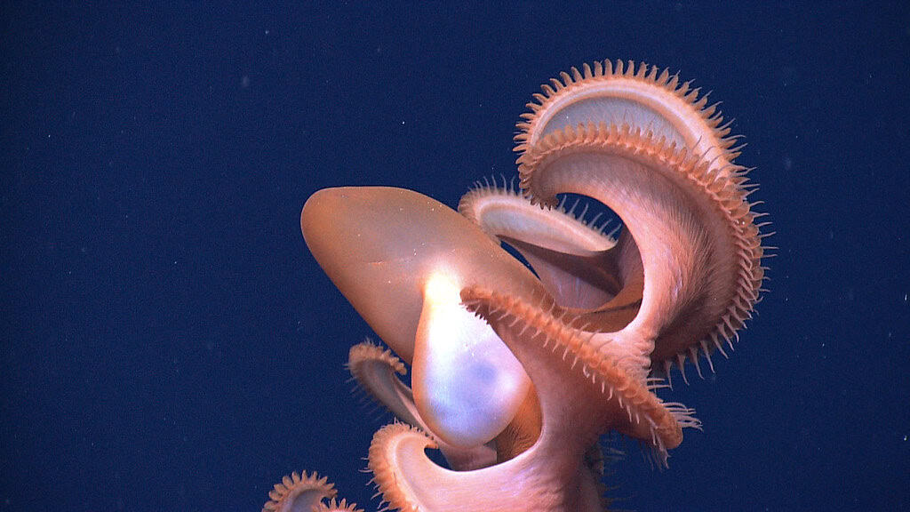 Dumbo octopus
