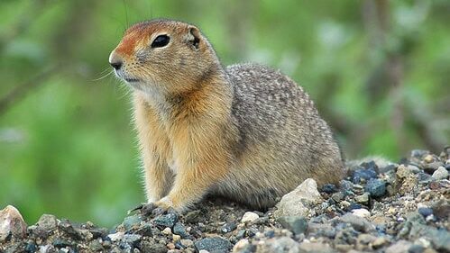 Arctic ground squirrel