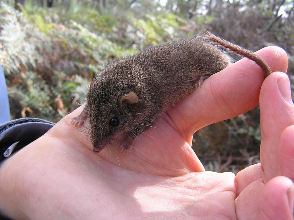antechinus