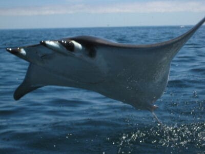 10 Venomous Animals in California &mdash; And 5 You Don&rsquo;t Need to Fear