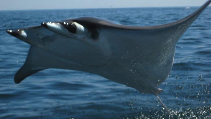 10 Venomous Animals in California — And 5 You Don’t Need to Fear