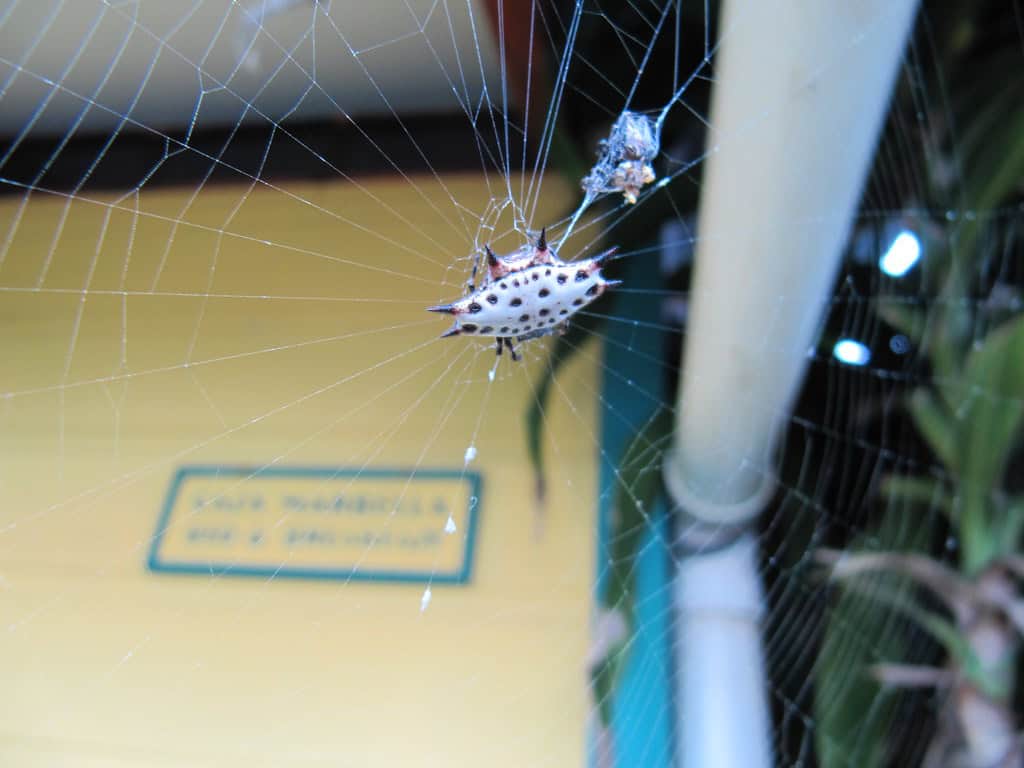 Black and Red Crab Spider