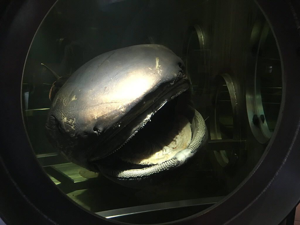 megamouth shark