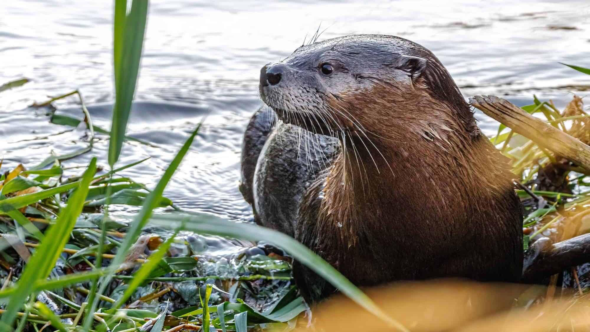 North American River Otter