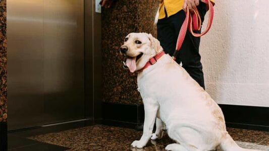 Dogs Really Do Smile&mdash;Here&rsquo;s How to Tell