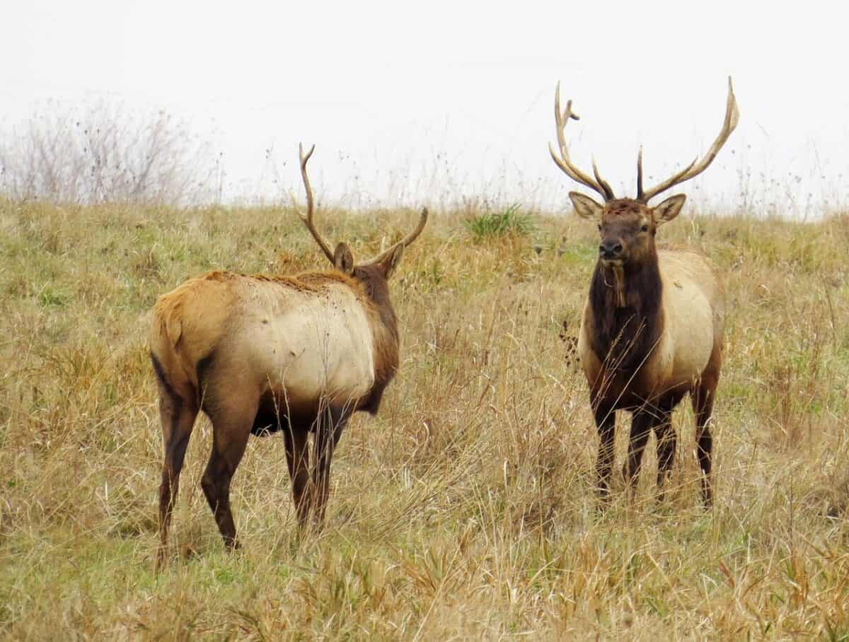 Sexual Selection and Mating Displays 