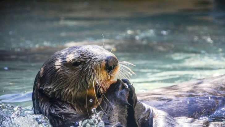 Wild Sea Otters Are Thriving Again in California