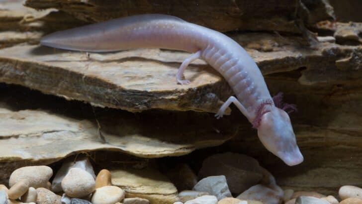 12 Animals That Only Exist in These U.S. States