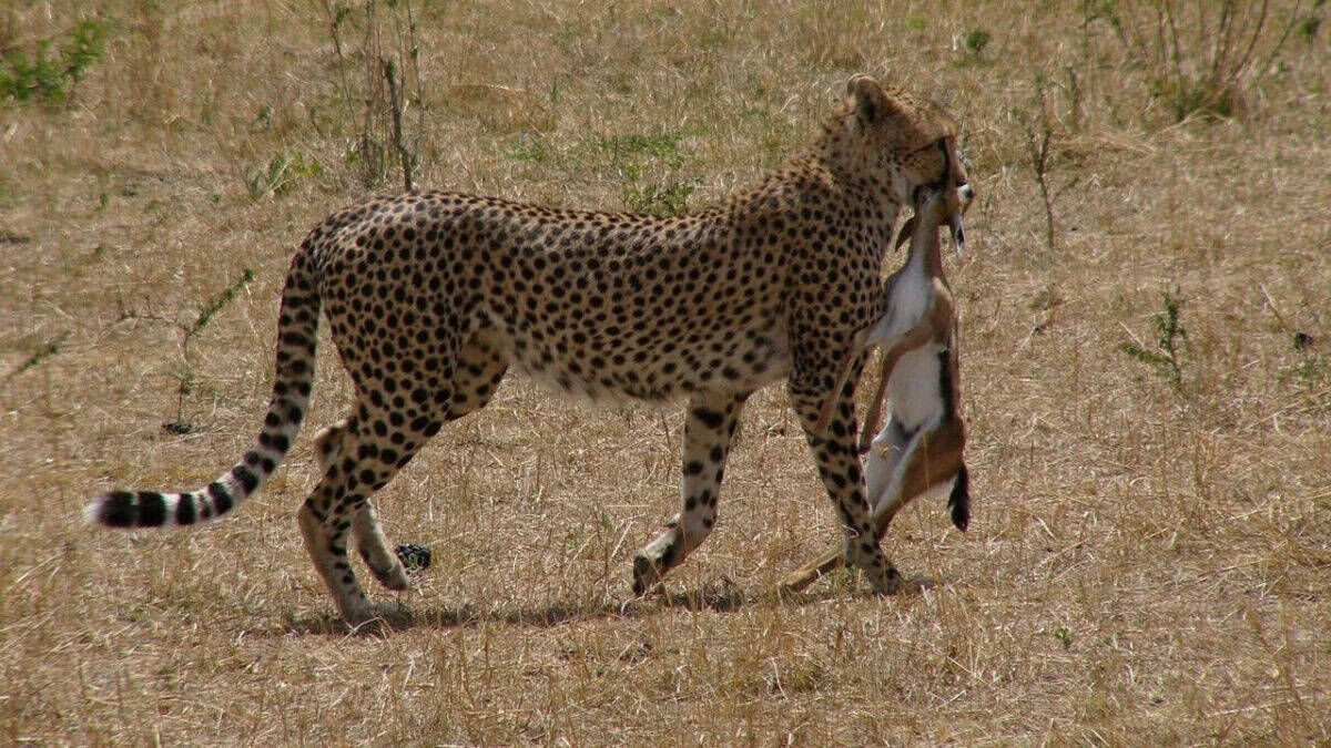 cheetah, kenya, masai mara national park, safari, chilly, prey, impala, predator, hunting, nature, animals, cheetah, cheetah, cheetah, cheetah, cheetah