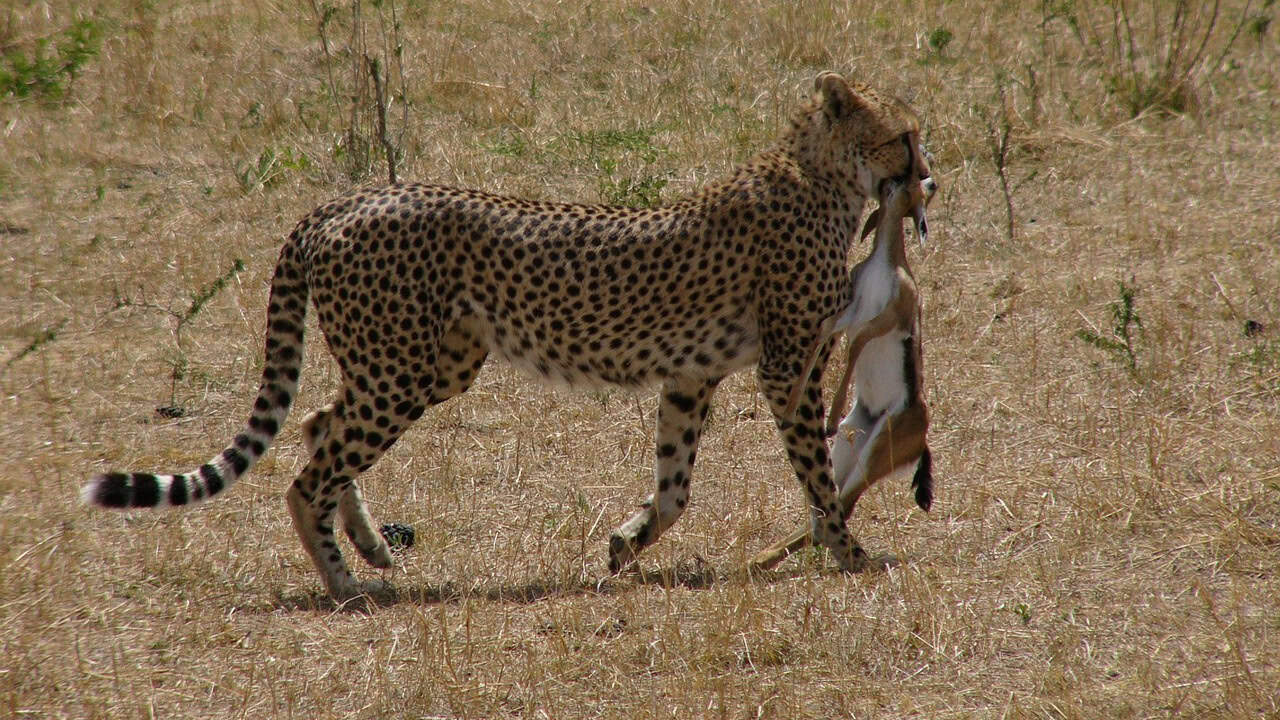 cheetah, kenya, masai mara national park, safari, chilly, prey, impala, predator, hunting, nature, animals, cheetah, cheetah, cheetah, cheetah, cheetah