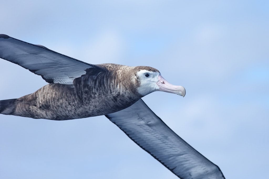 wandering albatross