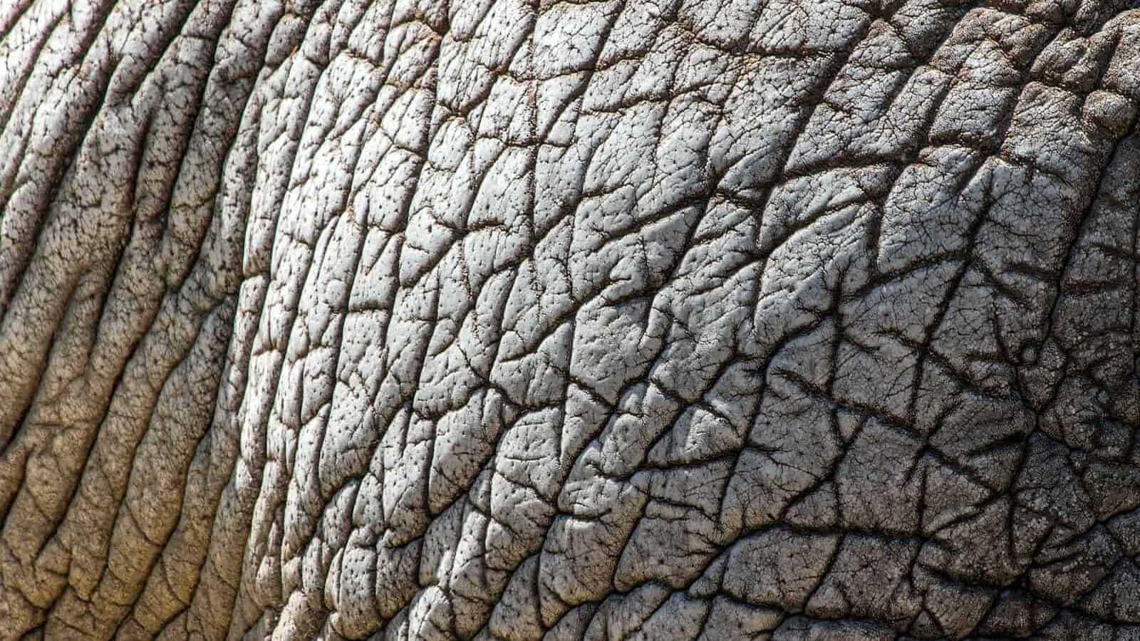 close up photo of gray elephant
