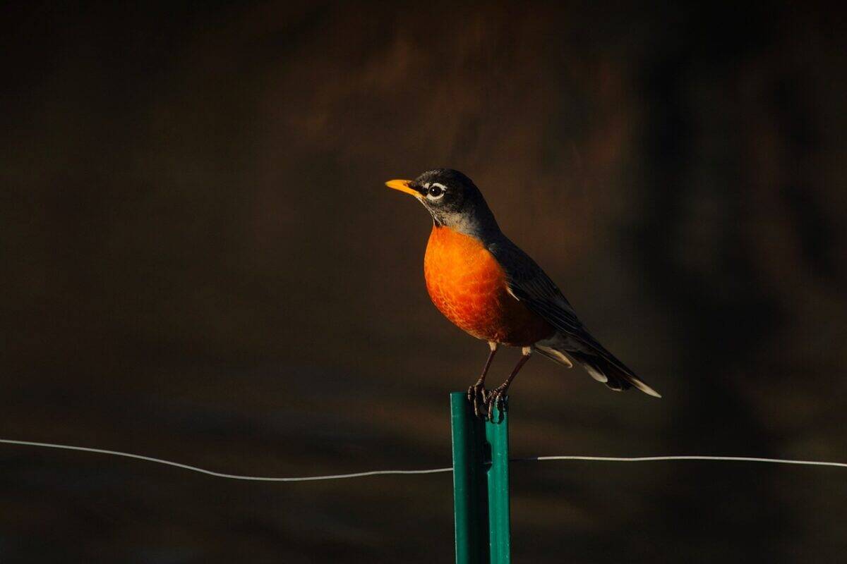 American Robins: Harbingers of Spring Across the Nation