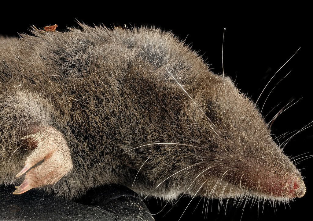 Short-tailed Shrew