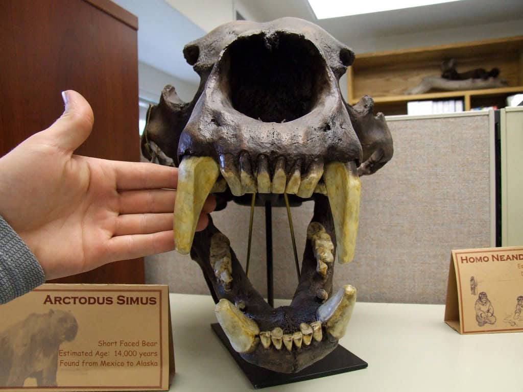 Short-Faced Bear skeleton