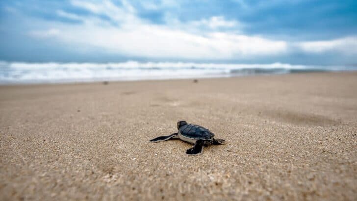 Tides, Migrations, and Mating: The Moon&rsquo;s Role in Wildlife Cycles