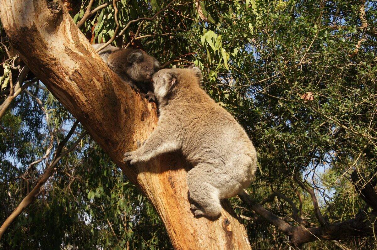 The Role of Scent in Mate Selection