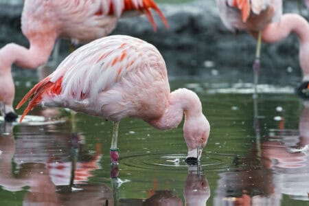 Why Flamingo Feathers Turn Pink From Their Diet
