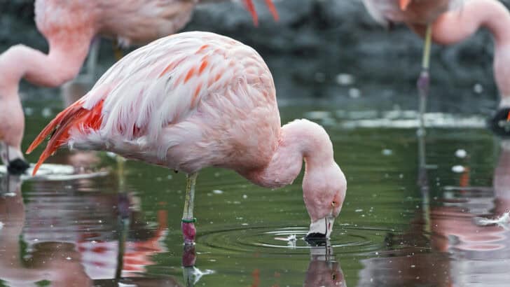 Why Flamingo Feathers Turn Pink From Their Diet