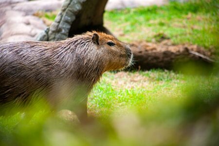 Why Capybaras Are Known as the “Ultimate Peacekeepers” in the Animal World