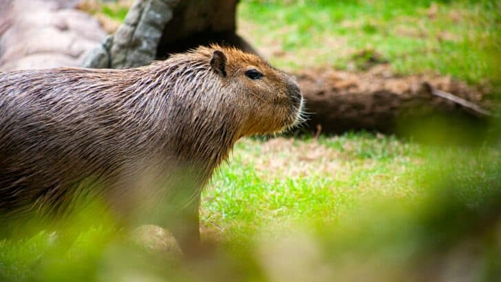 Why Capybaras Are Known as the “Ultimate Peacekeepers” in the Animal World