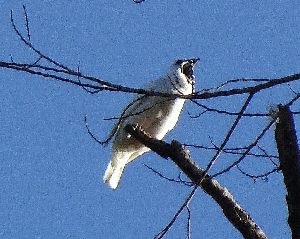 white bellbird