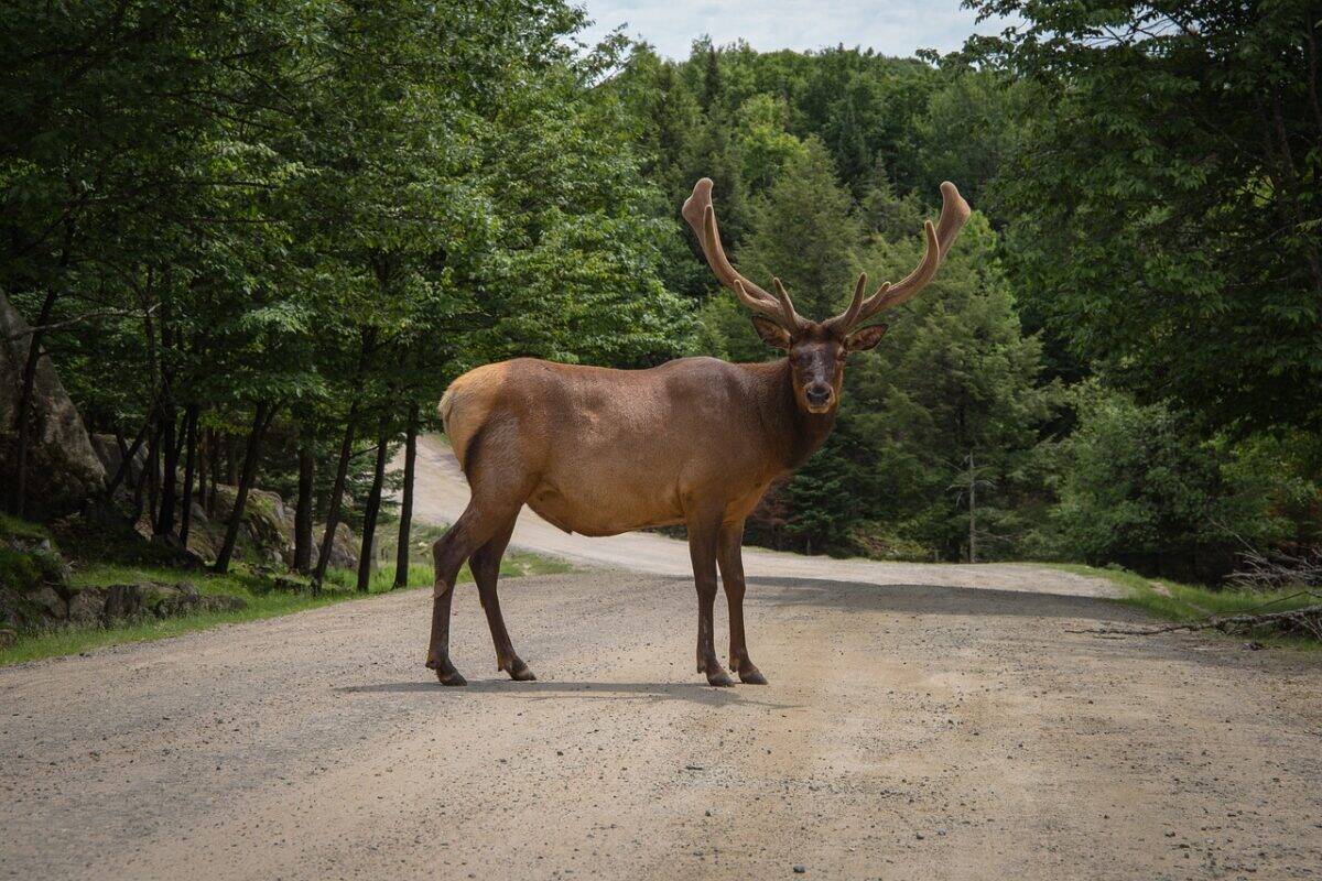 Where to See Wild Elk During Mating Season