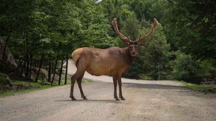 Where to See Wild Elk During Mating Season