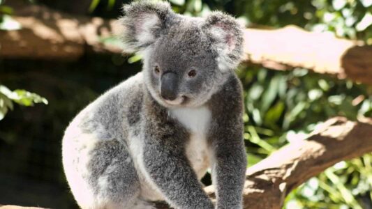 The Cultural Significance of Koalas to Indigenous Australians