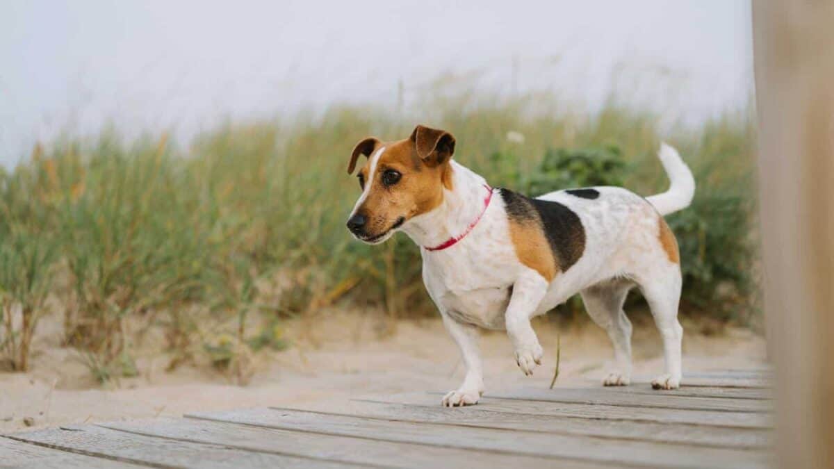 A beagle dog walking on a sandy beach boardwalk with grass and a clear sky.