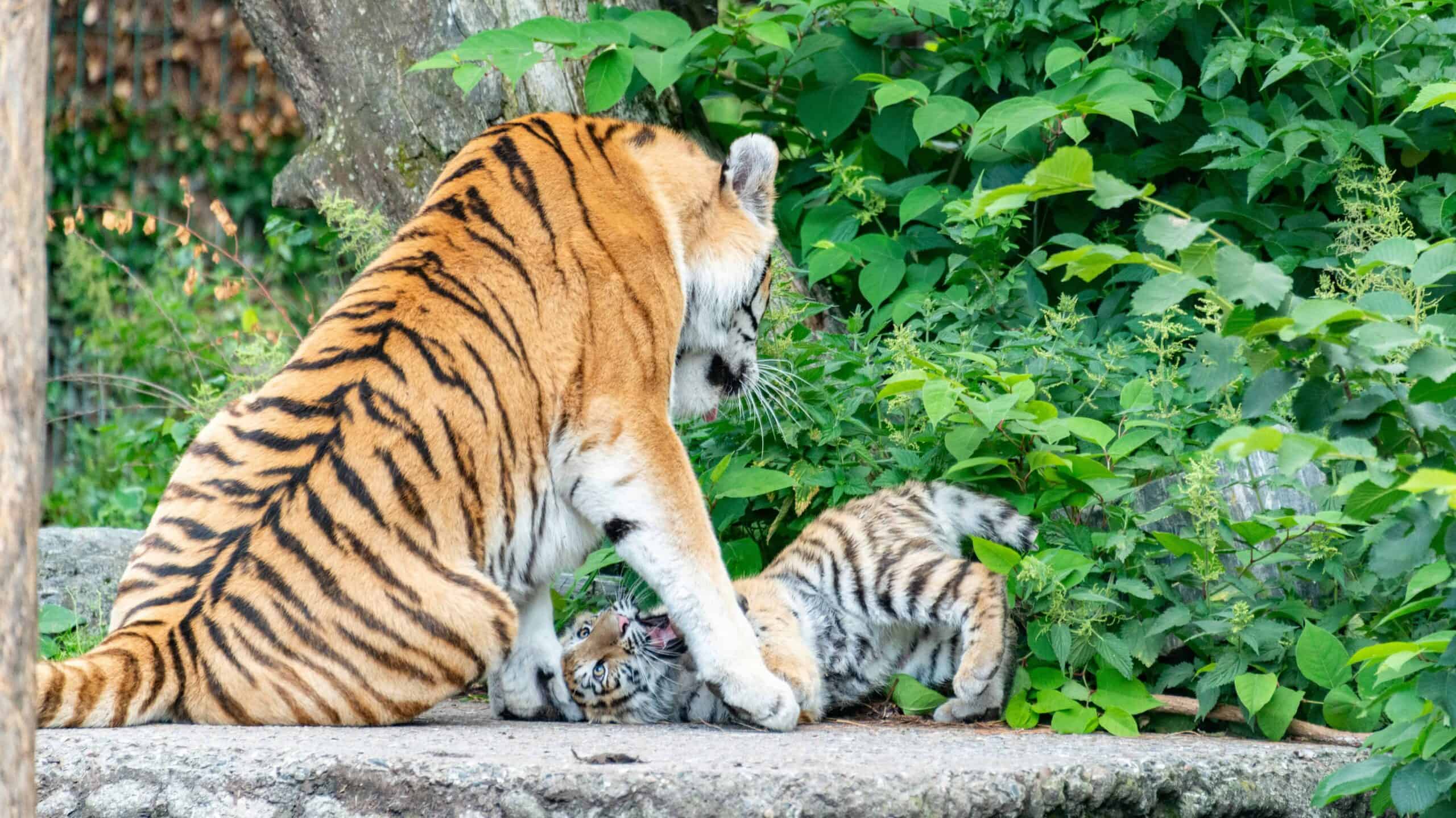 A tender moment captured between a mother tiger and cub amidst lush foliage, displaying playfulness and care.