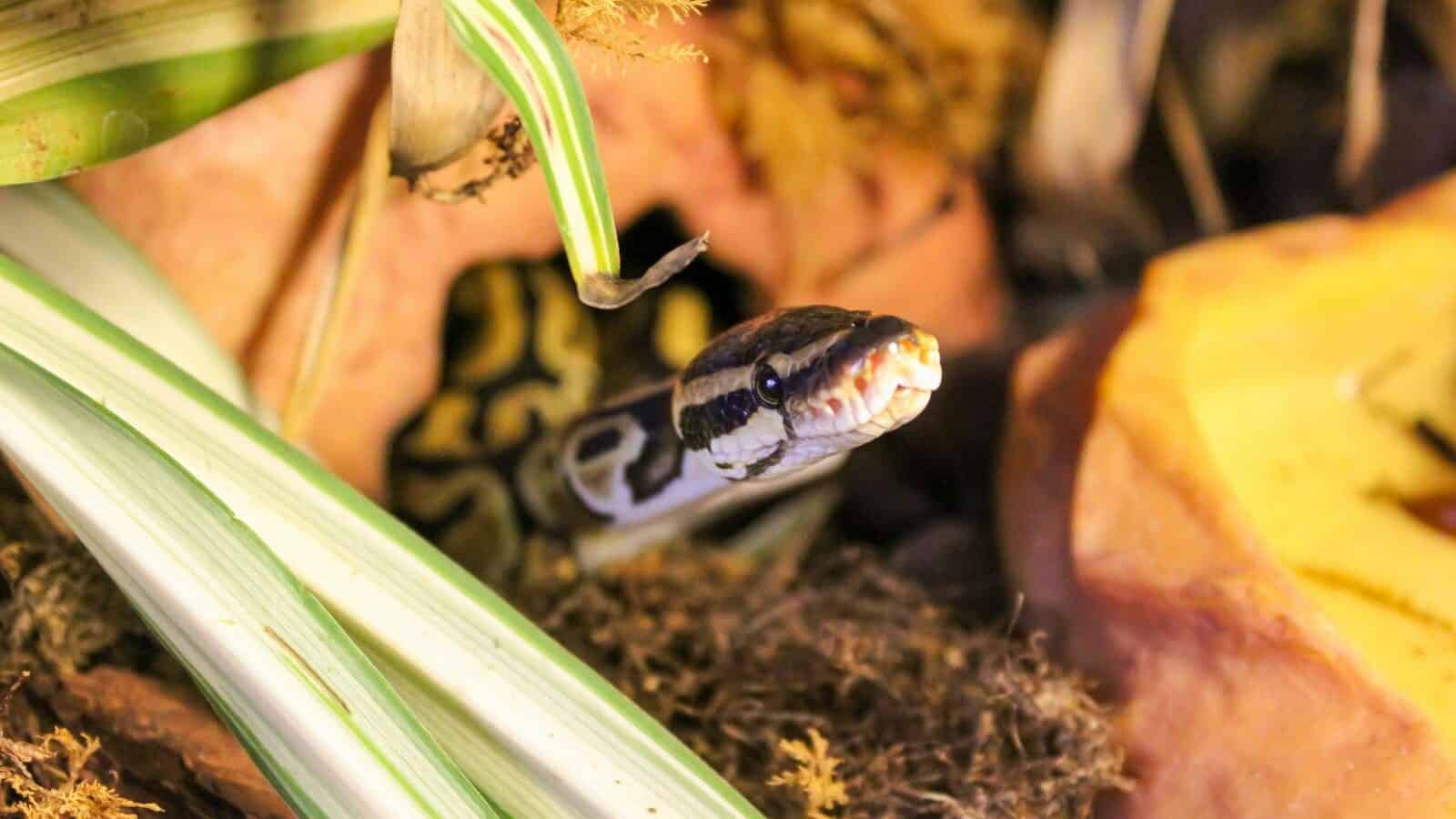 Ball Python slithering among leaves and rocks in its exotic habitat.
