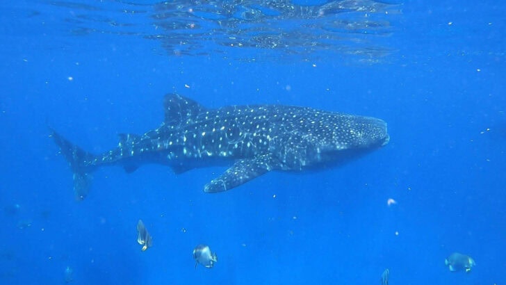 Saving Sharks by Changing How People See Them