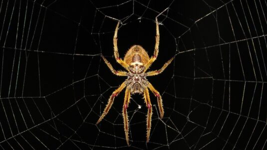 Researchers Are Studying Spider Brains to Build Better Robots