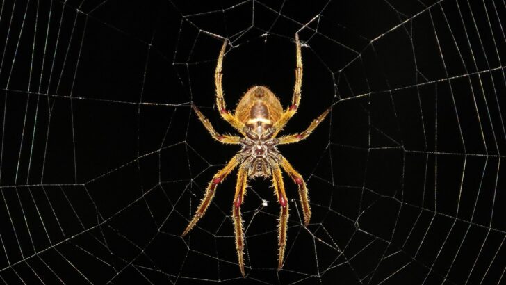 Researchers Are Studying Spider Brains to Build Better Robots