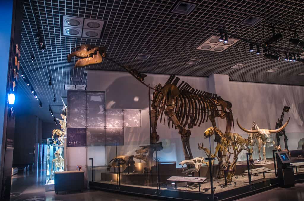 Paraceratherium